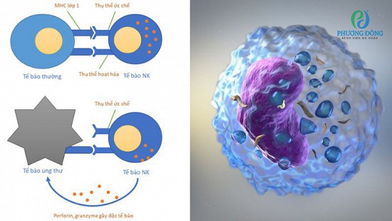 Tế bào NK: Liệu pháp miễn dịch tế bào trong hỗ trợ điều trị ung thư
